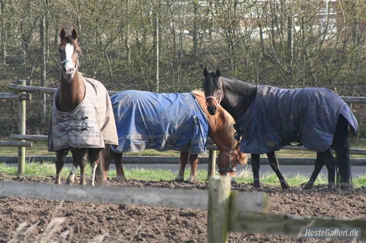 Tysk Sportspony Nephew - Gin, Tigull og Nephew på fold :) billede 20