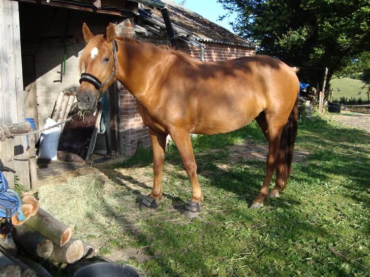 Anden særlig race Freja<33 - NYT ! :o)   Hun er bare så dejlig :D billede 19