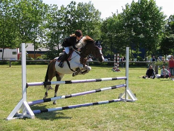 Anden særlig race Prins Engholm - Hjemme i vildbjerg  billede 1