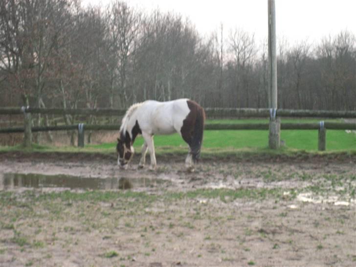 Anden særlig race Prins Engholm - prins på sandbanen billede 2