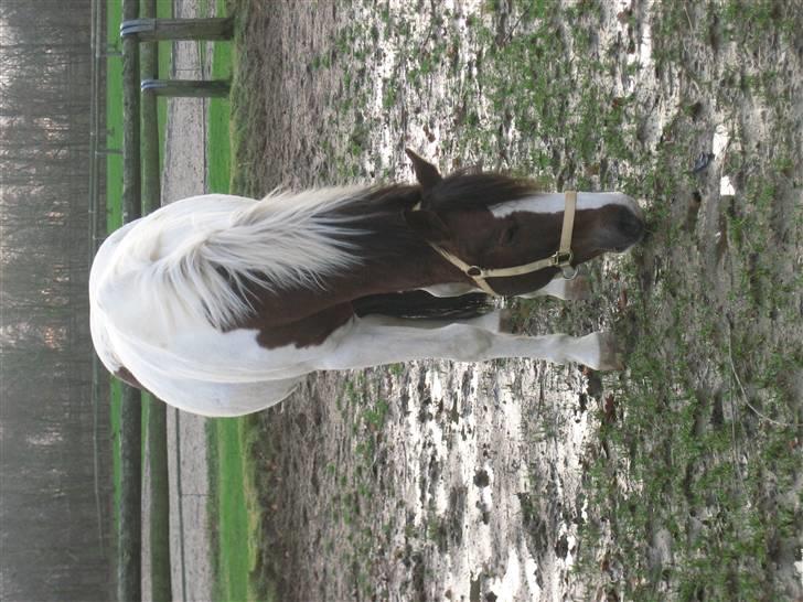 Anden særlig race Prins Engholm - prins miin på sandbanen billede 3