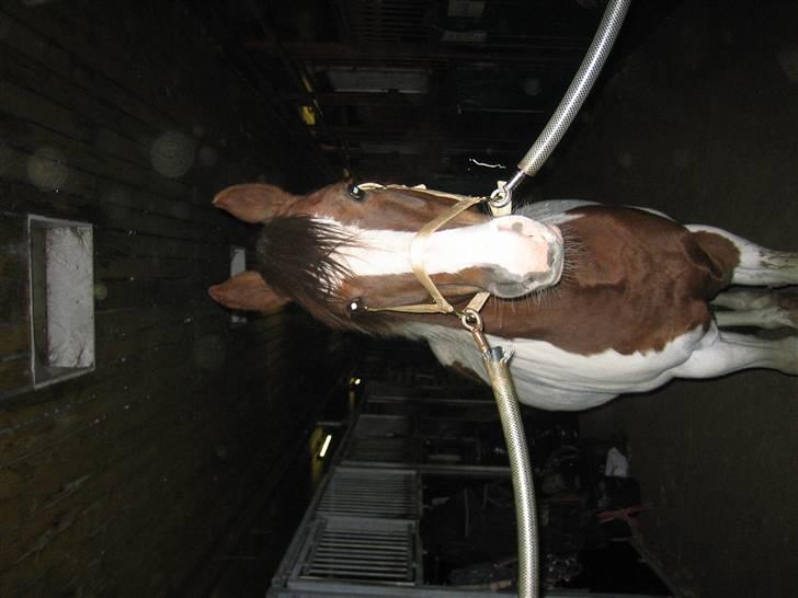 Anden særlig race Prins Engholm - prins miin billede 4