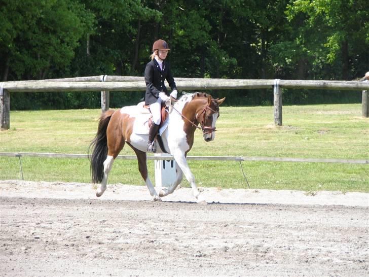 Anden særlig race Prins Engholm billede 5