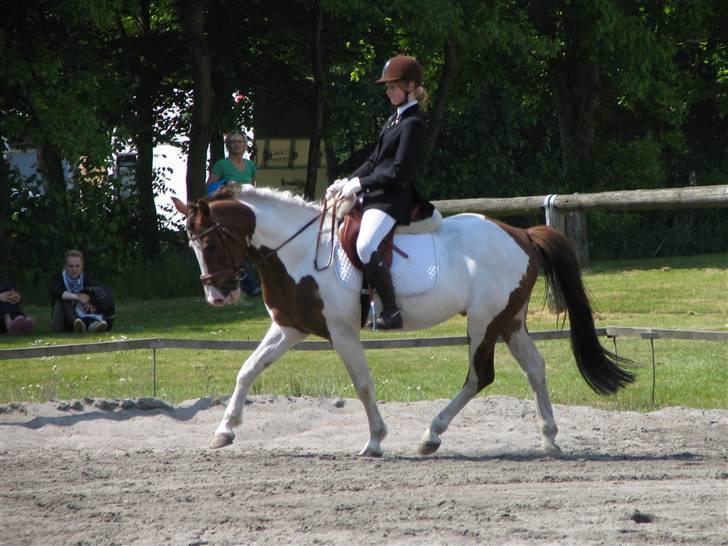 Anden særlig race Prins Engholm billede 6