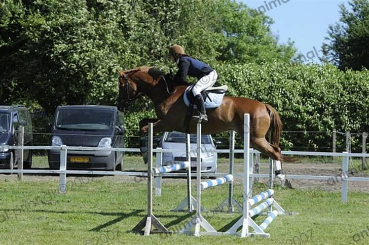Dansk Varmblod Vestgårdens Aragorn  - Stævne på  HHR ( :  det er en LC billede 20