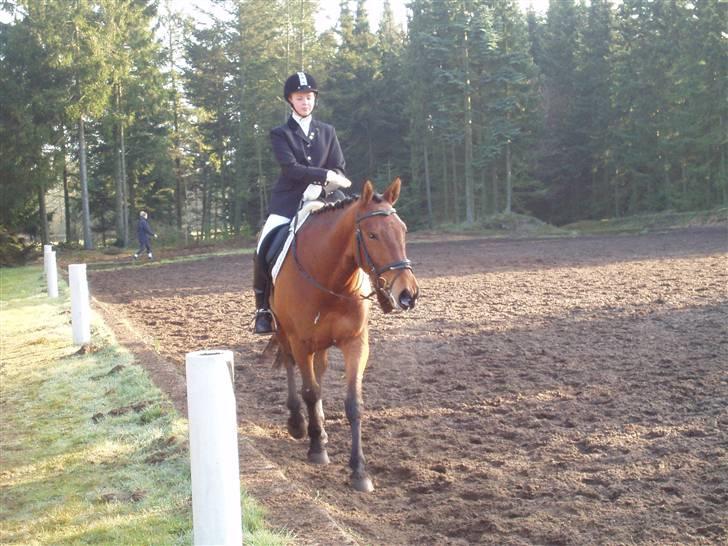 Oldenborg Cornando - man skal altid rosé når den/han har gjort noget godt..! <3 billede 12