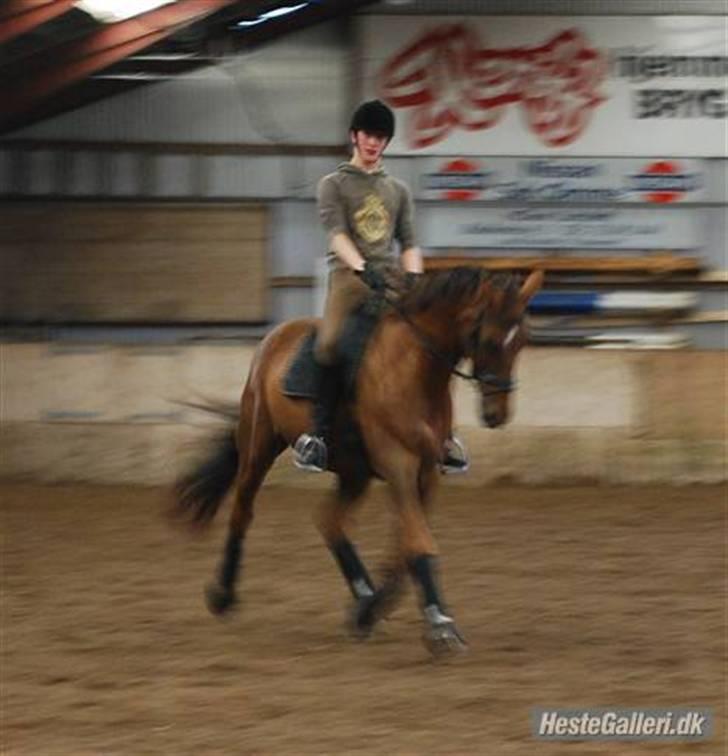 Dansk Varmblod Ellegaard's Chassé - Mig og Chassé til træning :) 11-01-09 billede 1