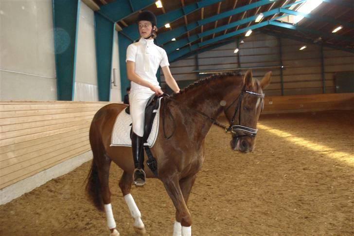 Dansk Varmblod Ellegaard's Chassé - opvarmning i billund :D billede 2