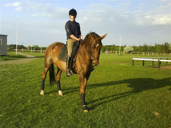 Dansk Varmblod Ellegaard's Chassé - Hvoorr fiint :D billede 3