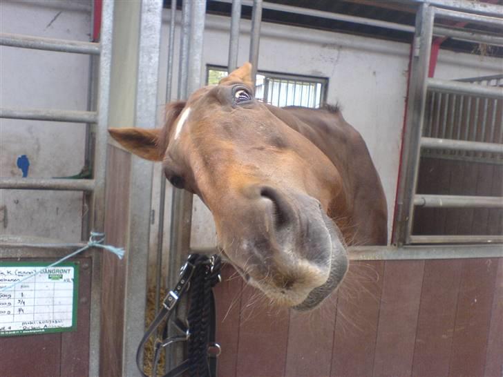 Dansk Varmblod Ellegaard's Chassé - Nårrrh ! :D sådan gør han for at få opmærksomhed :D billede 4