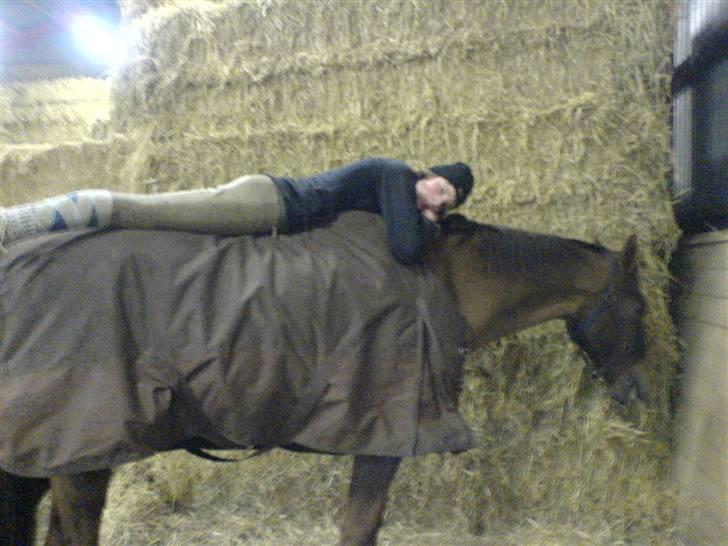 Dansk Varmblod Ellegaard's Chassé - Sårrn en rolig hest man har var? :D billede 5