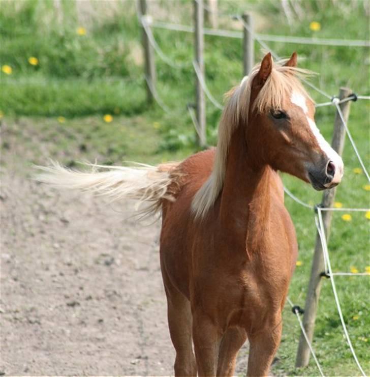 Welsh Pony (sec B) Total Surprise AA - SOLGT billede 6