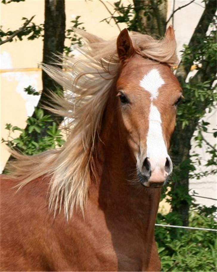 Welsh Pony (sec B) Total Surprise AA - SOLGT billede 7