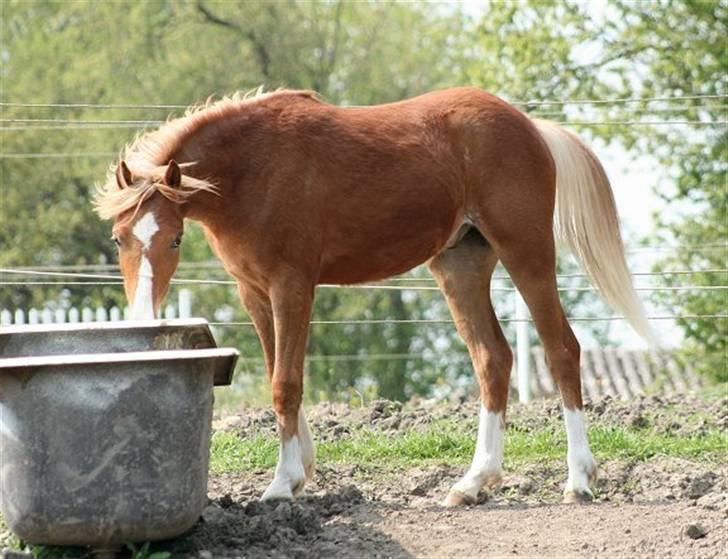 Welsh Pony (sec B) Total Surprise AA - SOLGT billede 9