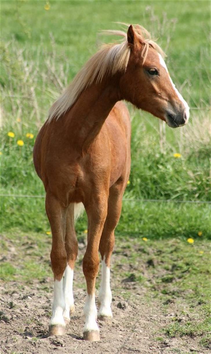 Welsh Pony (sec B) Total Surprise AA - SOLGT billede 10