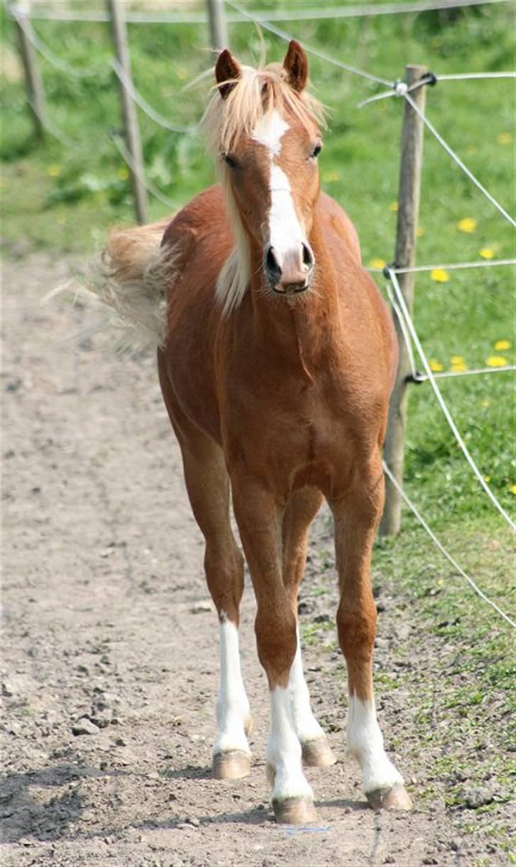 Welsh Pony (sec B) Total Surprise AA - SOLGT billede 12