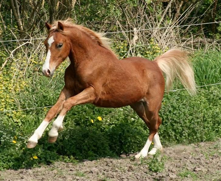Welsh Pony (sec B) Total Surprise AA - SOLGT billede 13