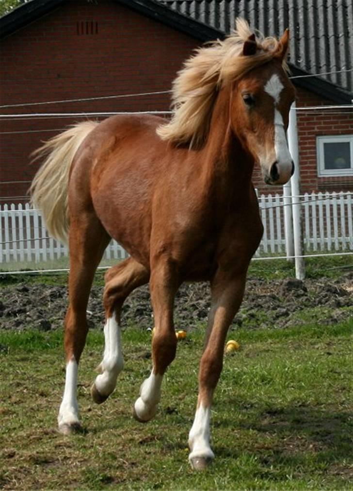 Welsh Pony (sec B) Total Surprise AA - SOLGT billede 14