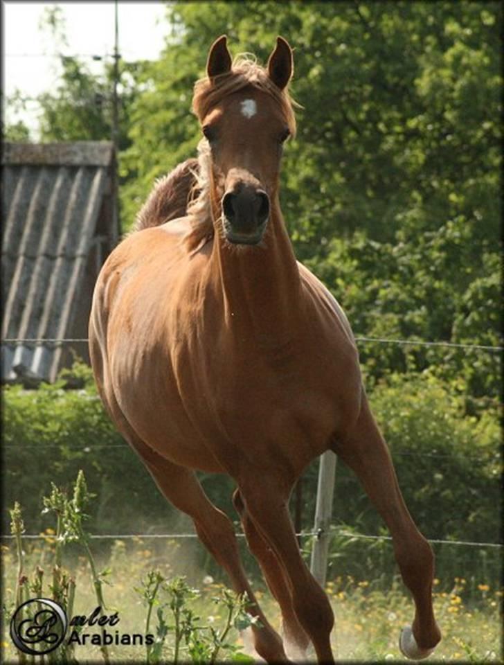 Arabisk fuldblod (OX) Al Lateefah - SOLGT billede 10