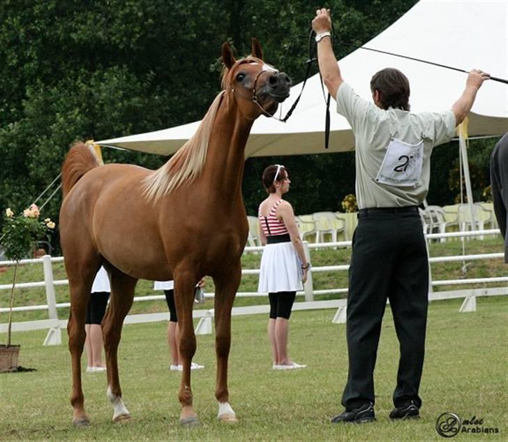 Arabisk fuldblod (OX) Al Lateefah - SOLGT - Blommeröd - Sverige 2009 - 86 Point billede 11