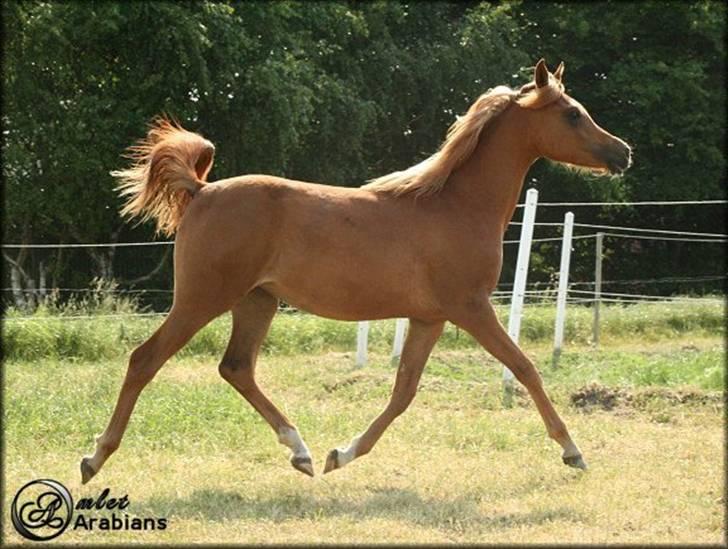 Arabisk fuldblod (OX) Al Lateefah - SOLGT billede 12