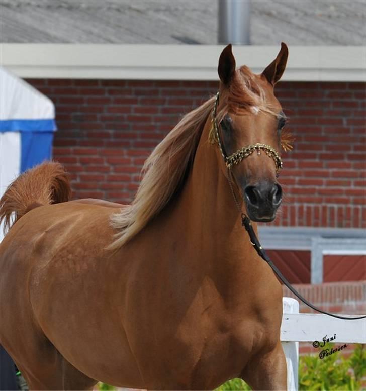 Arabisk fuldblod (OX) Al Lateefah - SOLGT - Middelfart - 2009 - 87.33 Point billede 13