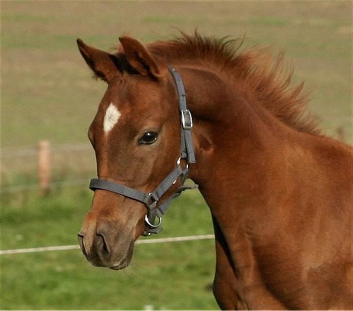 Anden særlig race Sweet Marquis r.i.p? - Er jeg ikke smuk :-) billede 5