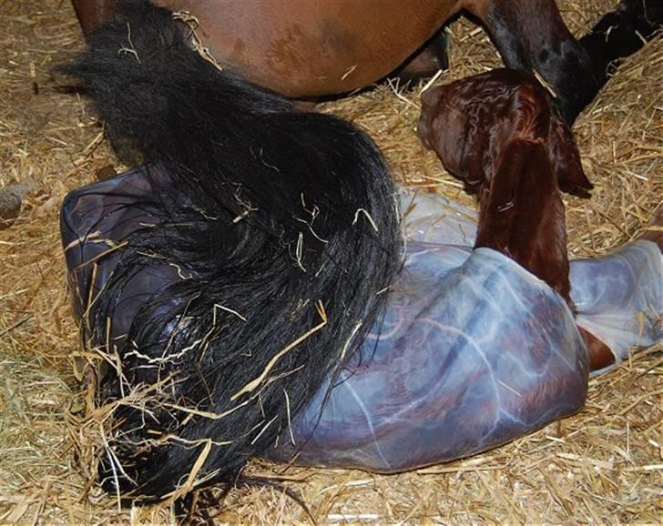 Anden særlig race Sweet Marquis r.i.p? - Uhhh hvor er jeg dog henne!!! billede 6