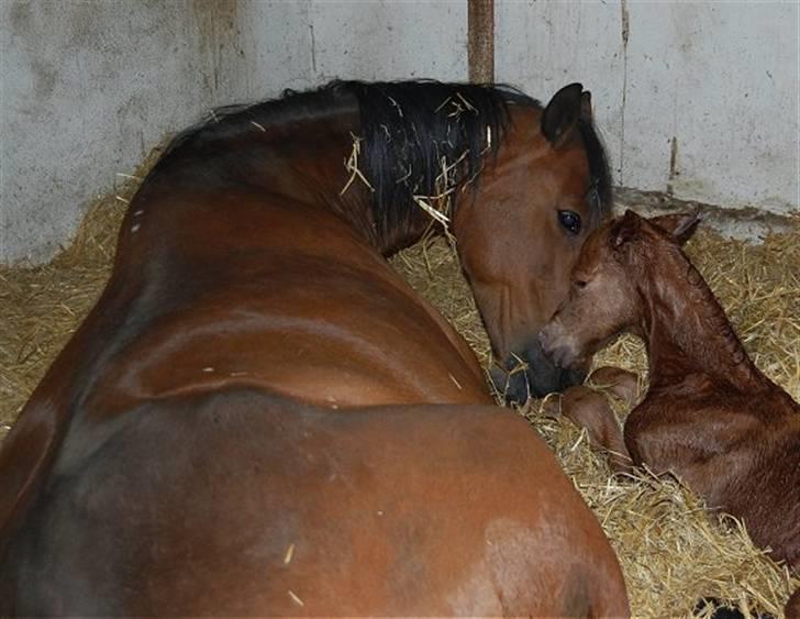 Anden særlig race Sweet Marquis r.i.p? - Hej min skat :-) billede 7