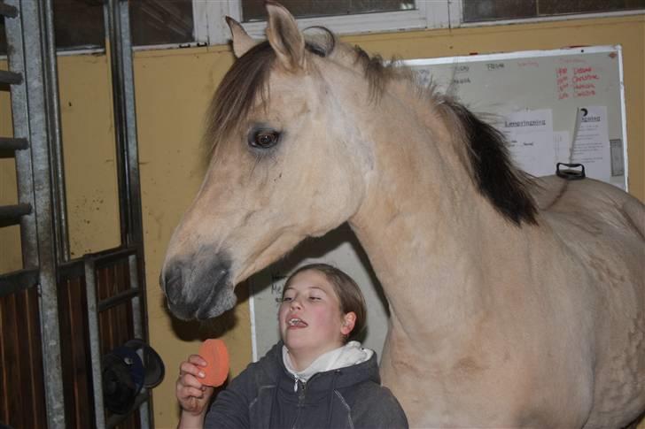 Anden særlig race Yellow lady * Aflivet * - Lille lady  billede 17