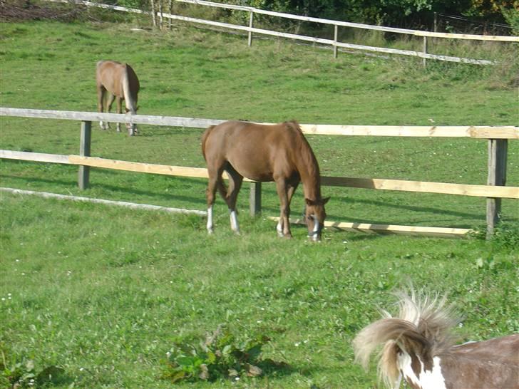 Anden særlig race Lighter <3 - 14# Fordi du elsker at være på fold. <3 billede 14