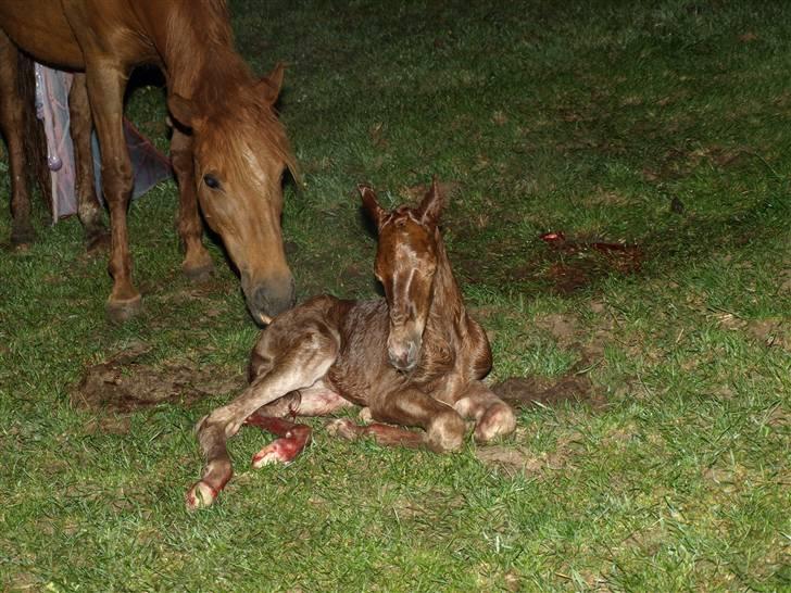 Anden særlig race Halkærs Master-Piece<3 - Master piece om natten :) <3 billede 1