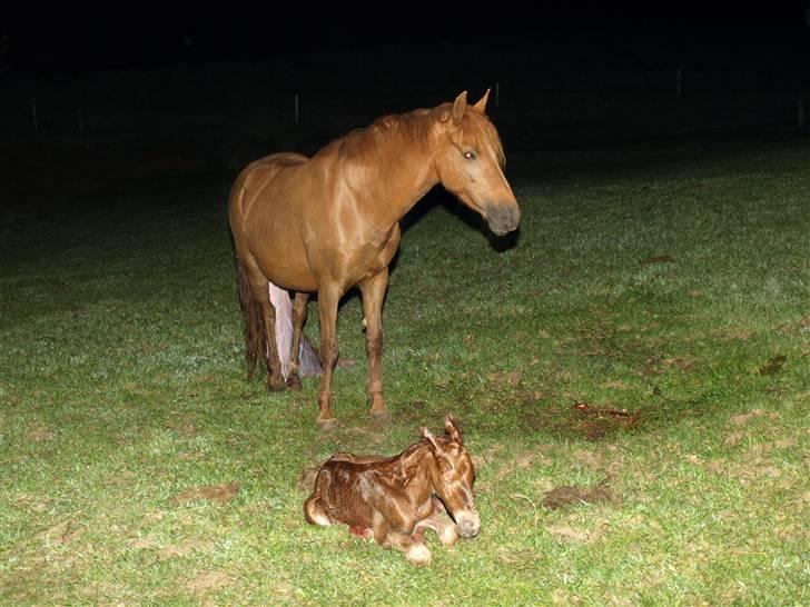 Anden særlig race Halkærs Master-Piece<3 - Mor passer på ham :) billede 2
