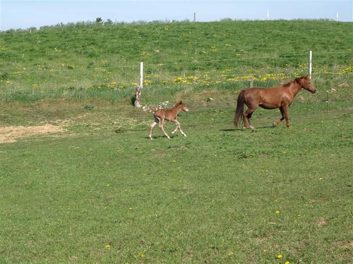 Anden særlig race Halkærs Master-Piece<3 - Ude og se verden :p billede 3