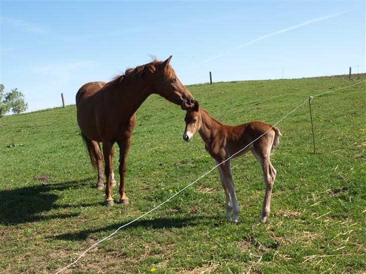 Anden særlig race Halkærs Master-Piece<3 billede 4