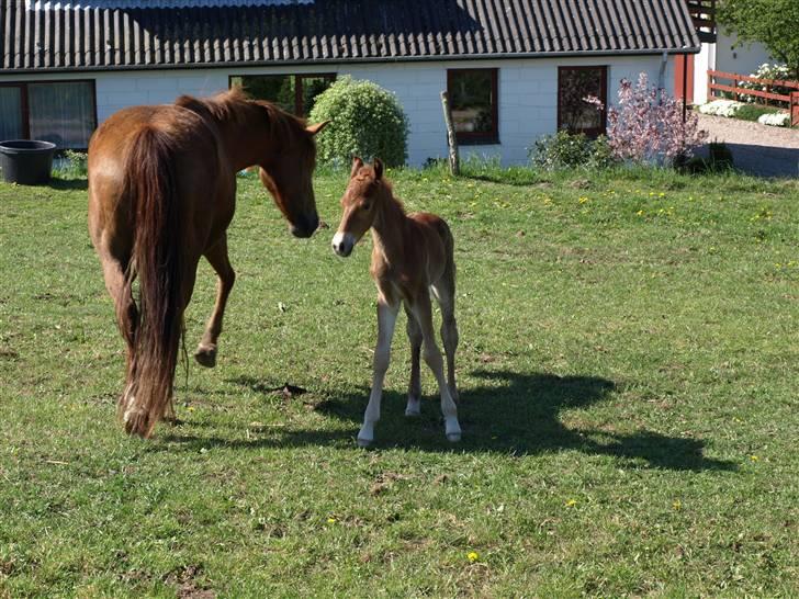 Anden særlig race Halkærs Master-Piece<3 billede 5