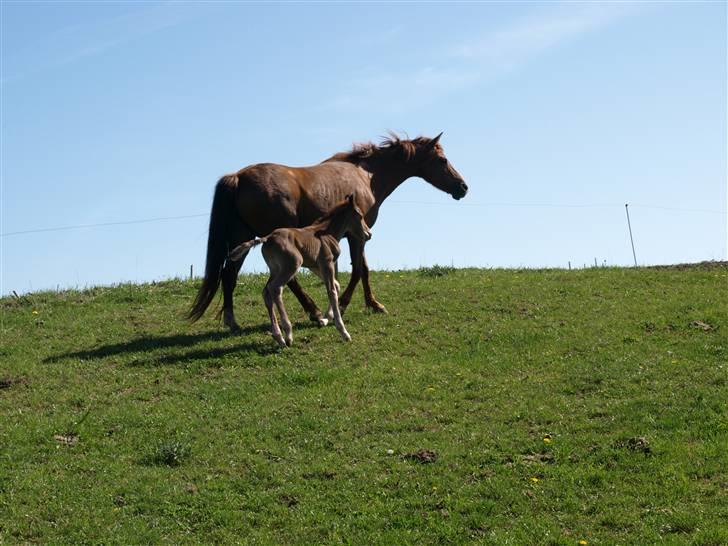 Anden særlig race Halkærs Master-Piece<3 billede 6