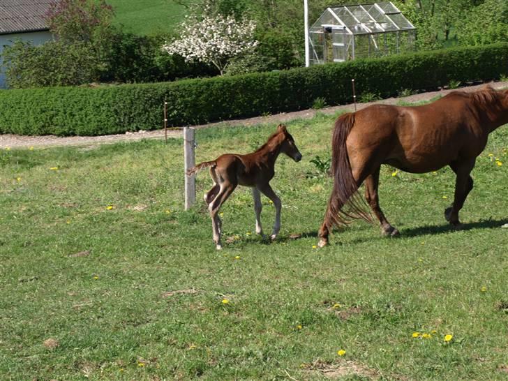 Anden særlig race Halkærs Master-Piece<3 - farvel og tak :) billede 7