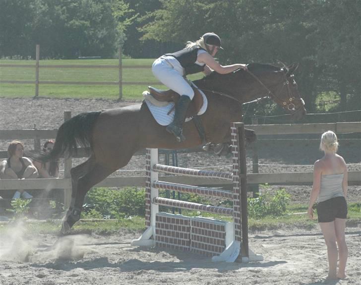 Dansk Varmblod Leroux   RIP  billede 14