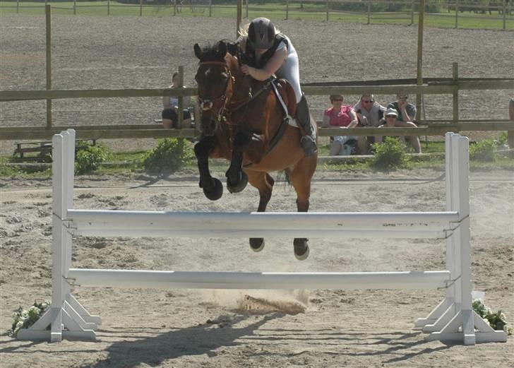 Dansk Varmblod Leroux   RIP  billede 15