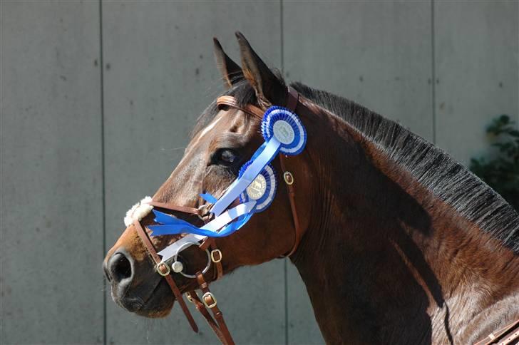 Dansk Varmblod Leroux   RIP  billede 16