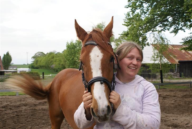 Welsh Partbred (Sec F) Zena - mig og lille pigen billede 12