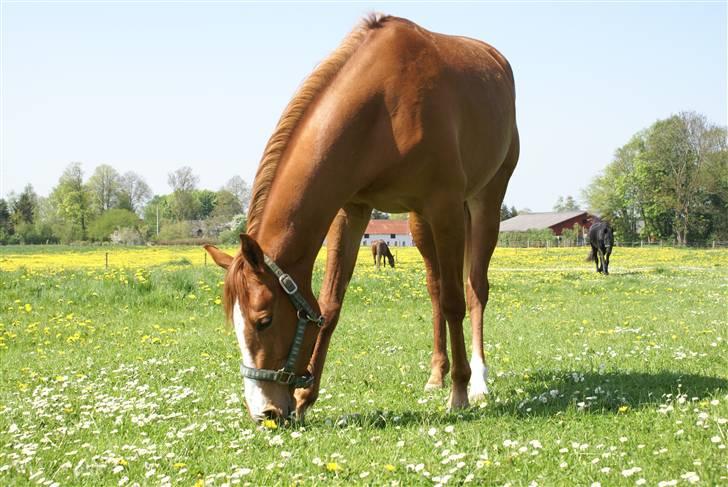 Welsh Partbred (Sec F) Zena - fold hygge billede 13