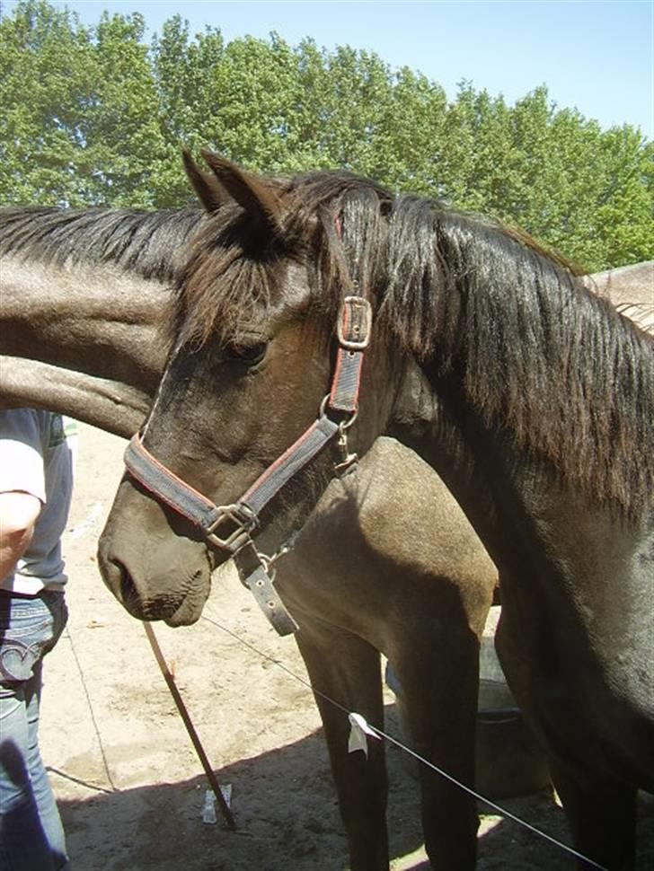 Welsh Cob (sec D) De Busies Prestige - Prestiges smukke hoved billede 15