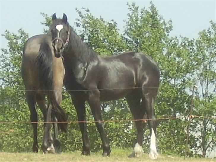 Welsh Cob (sec D) De Busies Prestige - Lækker lækker lækker!!! billede 16
