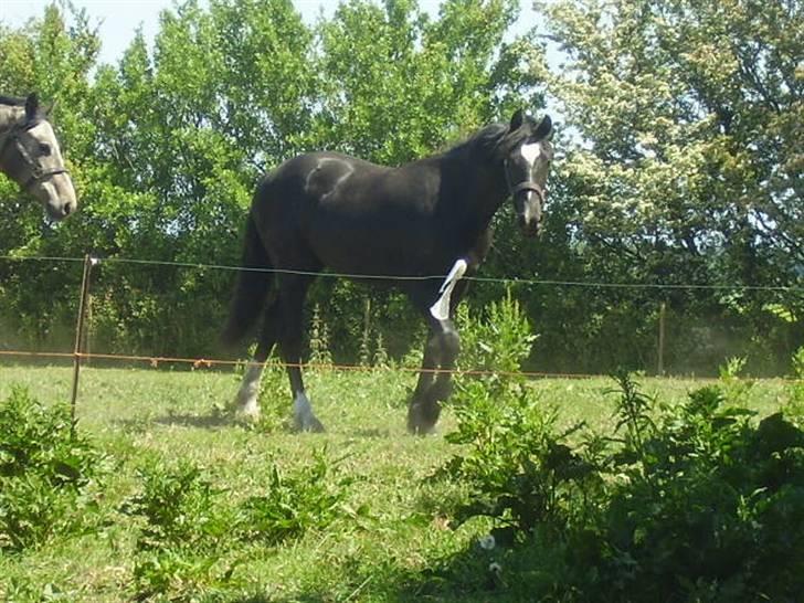 Welsh Cob (sec D) De Busies Prestige - Prestige på fold billede 17