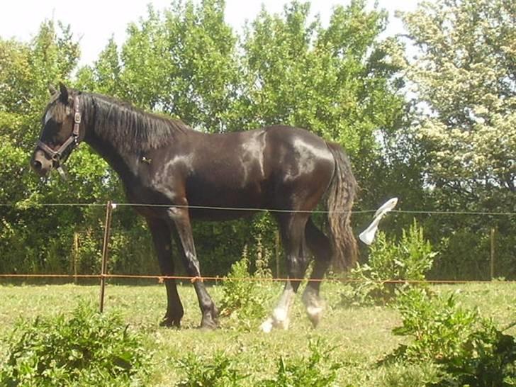 Welsh Cob (sec D) De Busies Prestige billede 18