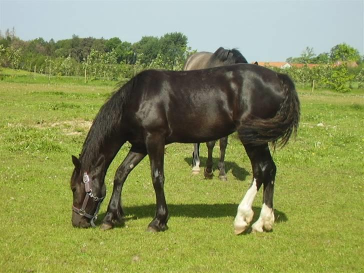 Welsh Cob (sec D) De Busies Prestige billede 19