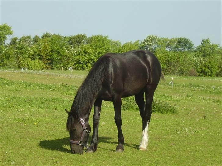Welsh Cob (sec D) De Busies Prestige billede 20