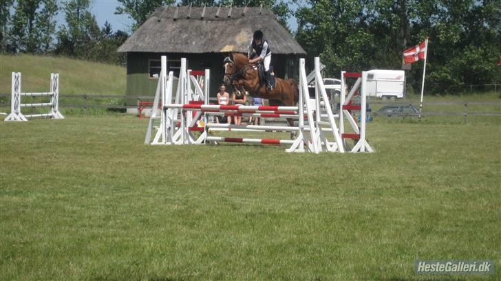 Hollandsk Varmblod Karola  - spring tripplebar;D billede 9